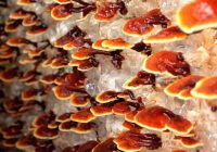 reishi
